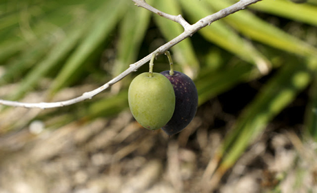 Где выращиваются самые лучшие оливки?