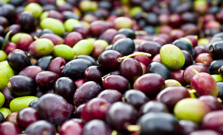 Красные оливки и другие цвета «греческих ягод»