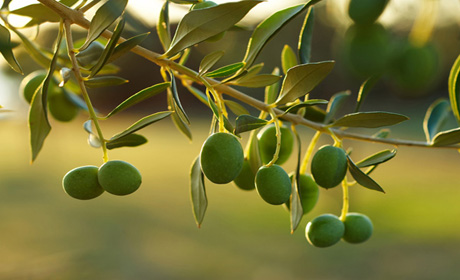 Оливки и их особенности