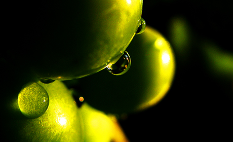 Оливковое масло: сорта и виды