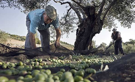 Албания увеличила производство и импорт оливкового масла