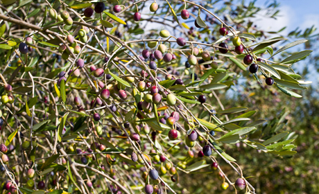 Почему оливки так популярны?
