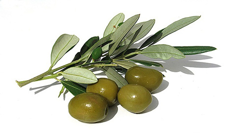Страны-производители оливкового масла