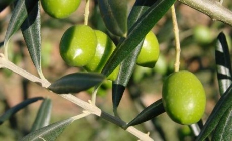 Ассортимент и продажа оливковых масел