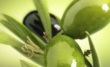 Получение оливкового масла