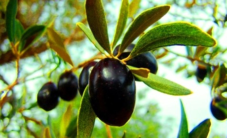 Где купить оливковое масло, и на чем остановить выбор?
