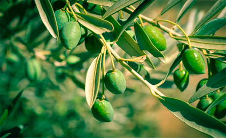 Особенности оливкового масла