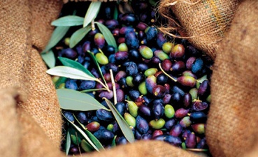 Импортеры масла оливкового