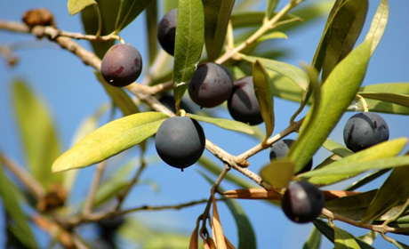 Как правильно покупать и есть оливки?