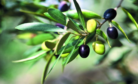 Для чего нужны оливки в домашних условиях?